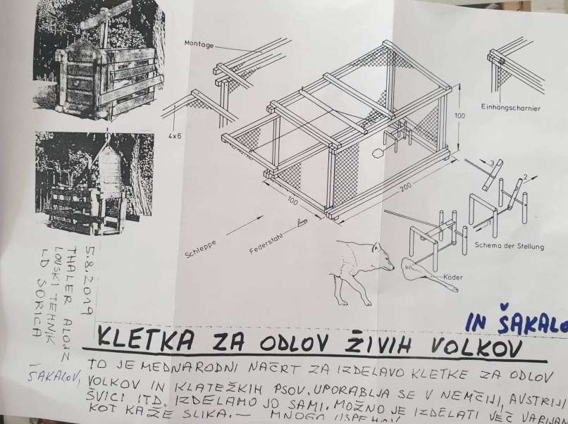 kletka, volkovi