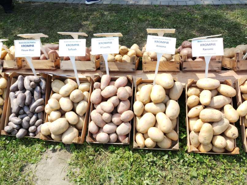 slovenski krompir01