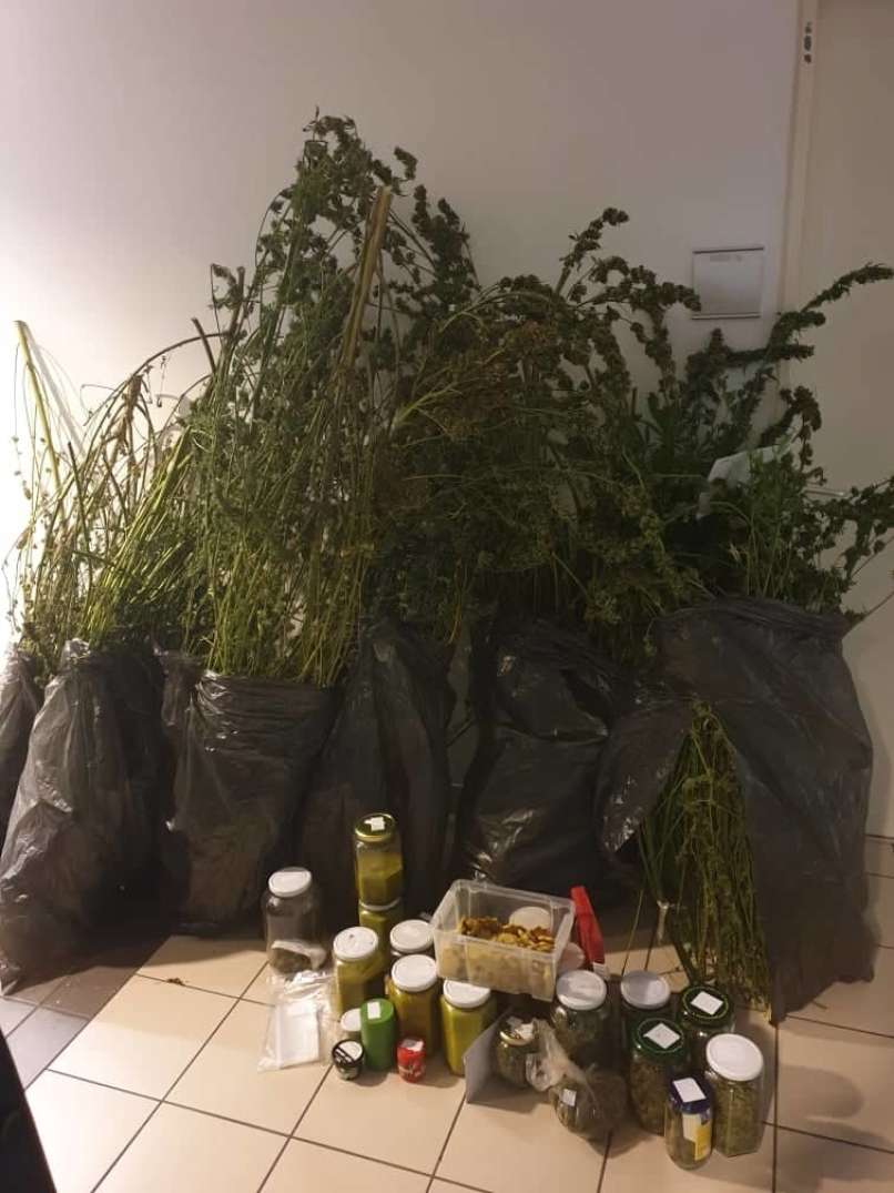 konoplja