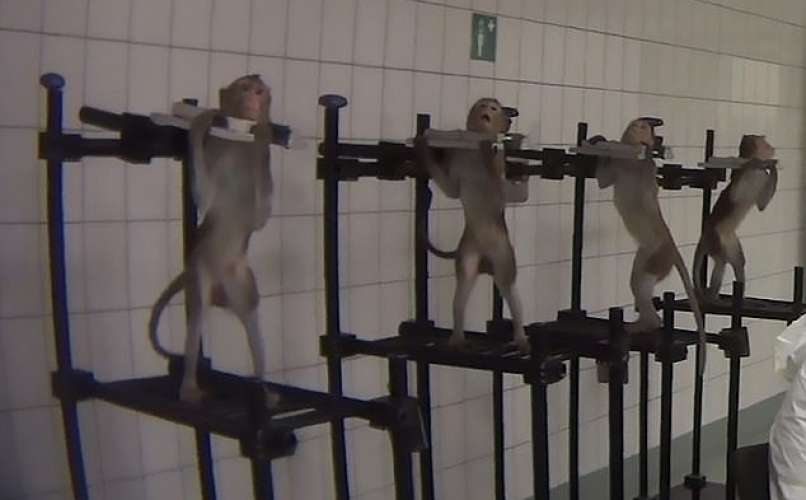 laboratorij, hamburg, opice