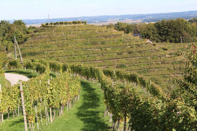 vinograd