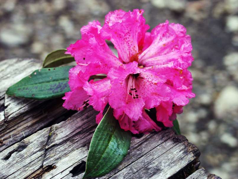 rožnati rododendron