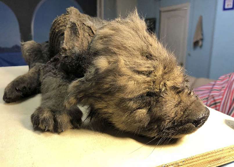 dogor, 18 tisoč let star mladič volka psa