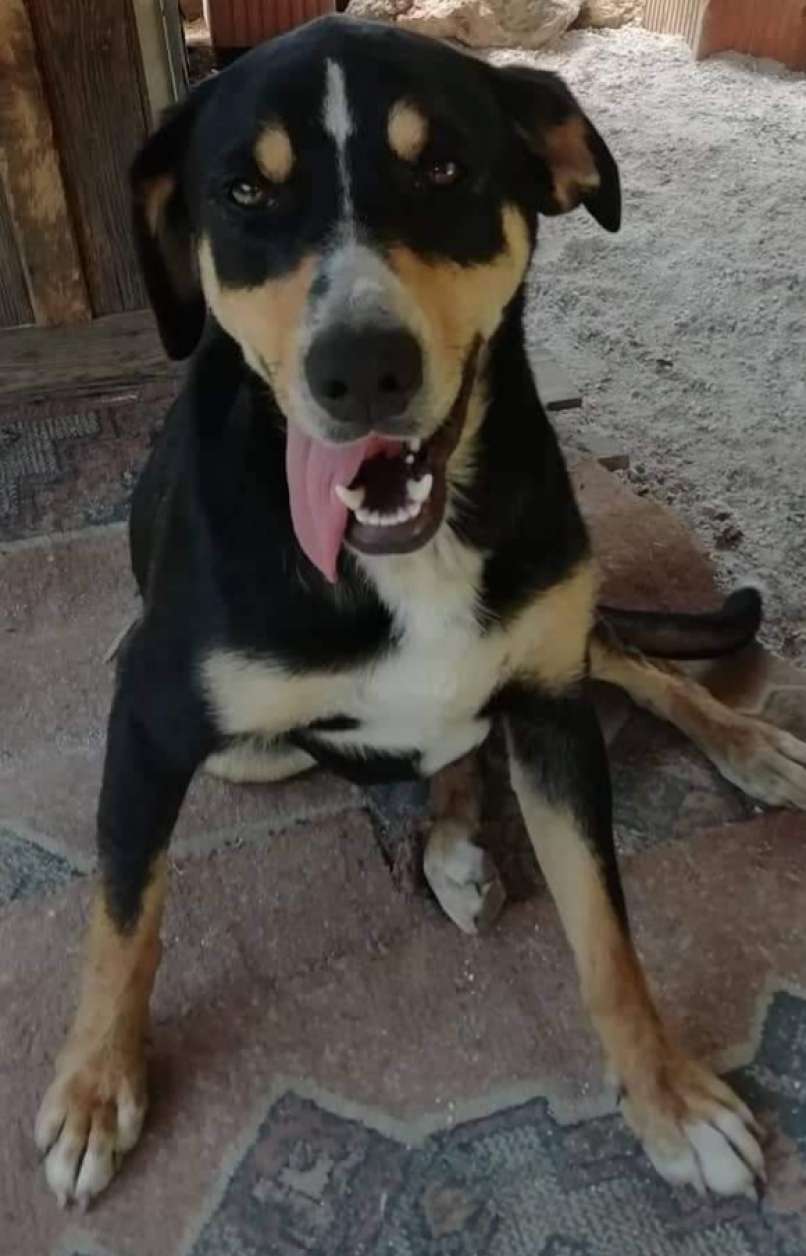 psička luna