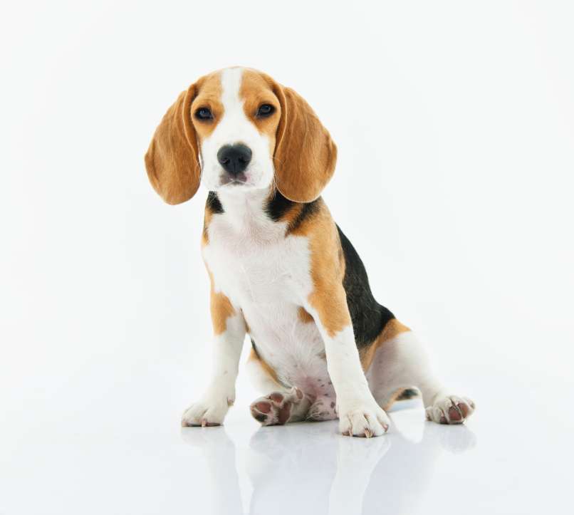 adorable-animal-beagle-1345191