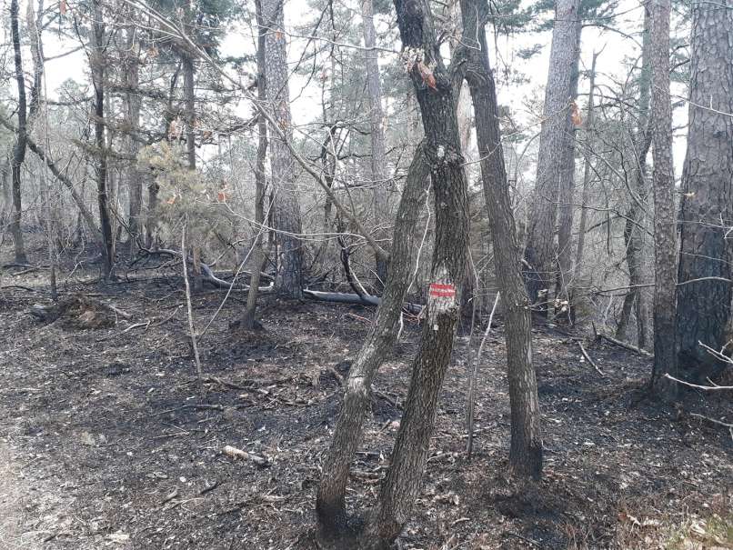 požar, šentviški-hrib, šentvid