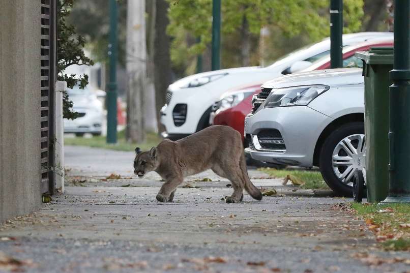puma, santiago