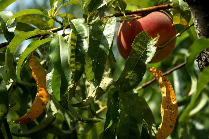 dicamba, nasad breskev
