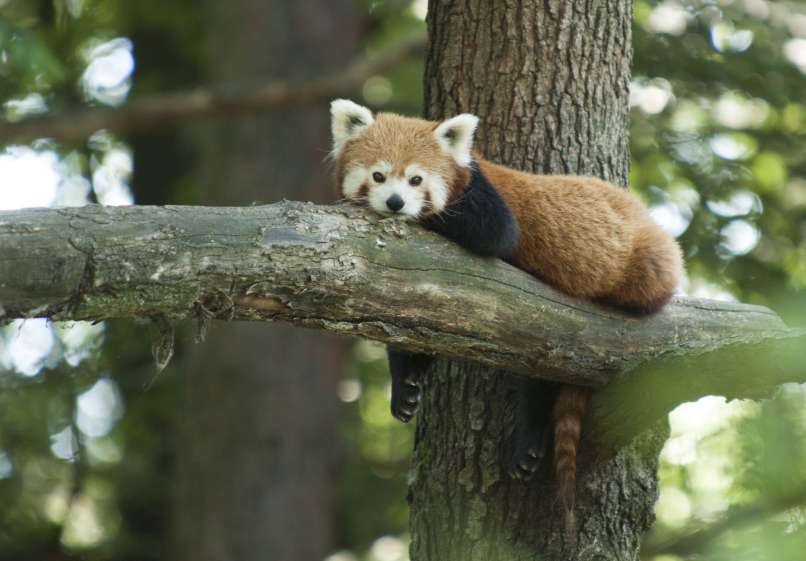 rdeca panda zoo zivalski vrt ljubljana bobo