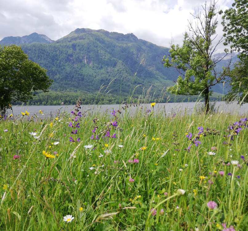 pozna-pomlad, bohinj, rože