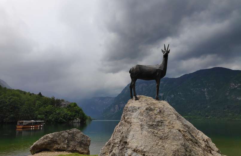 kozorog, bohinjsko jezero