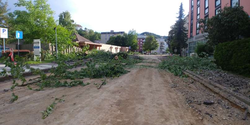 drevesa foto os arhiv (2)