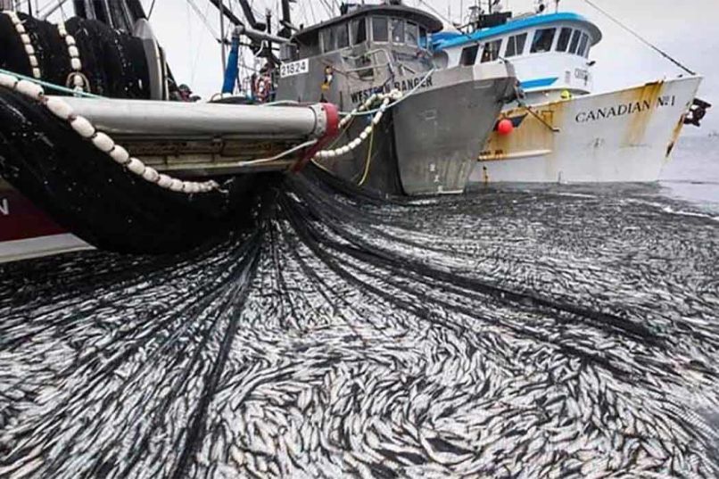 overfishing