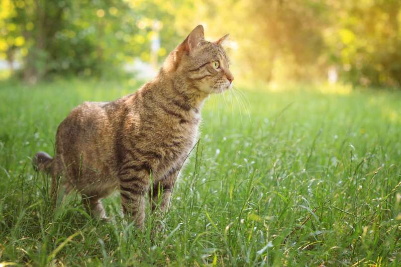 mačka, tabby