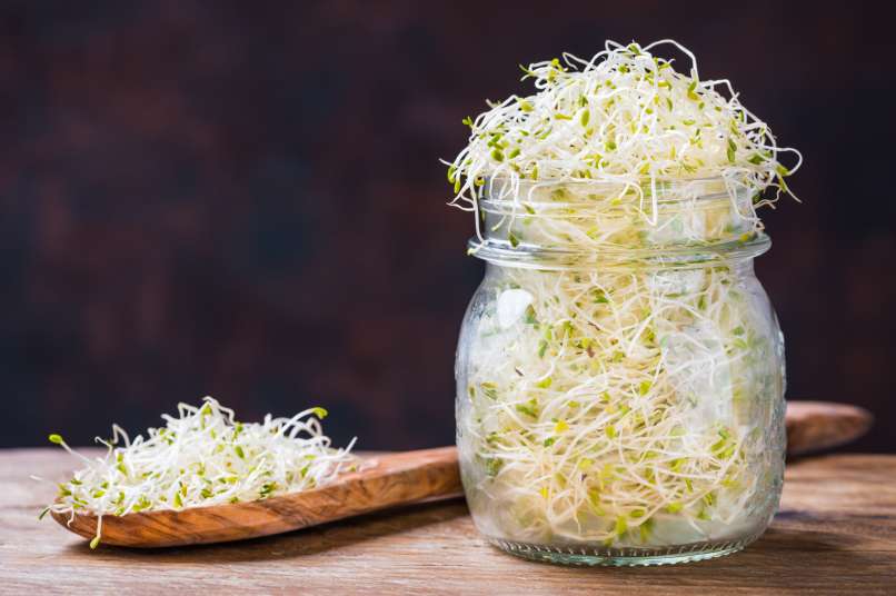alfalfa, lucerna 