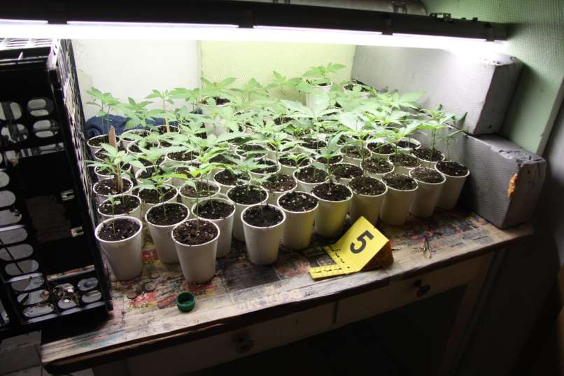 konoplja, trava, marihuana, zaseg, sevnica