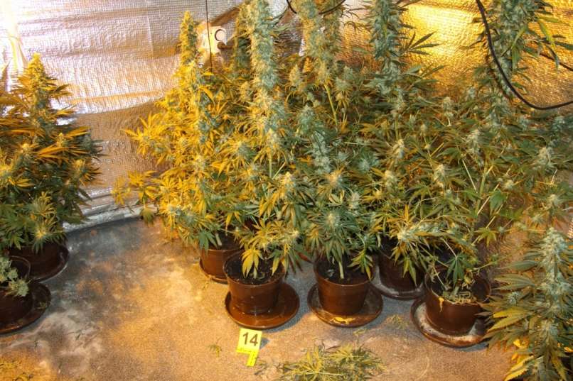 konoplja, trava, marihuana, zaseg, sevnica