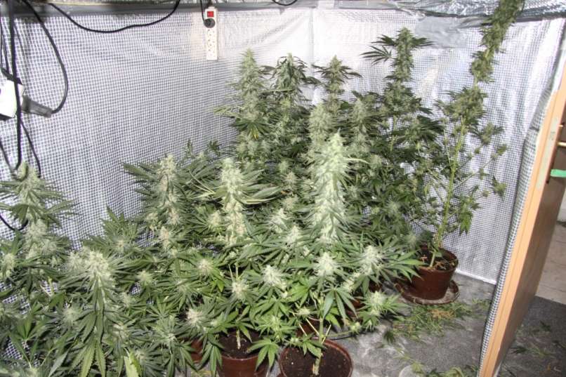 konoplja, trava, marihuana, zaseg, sevnica