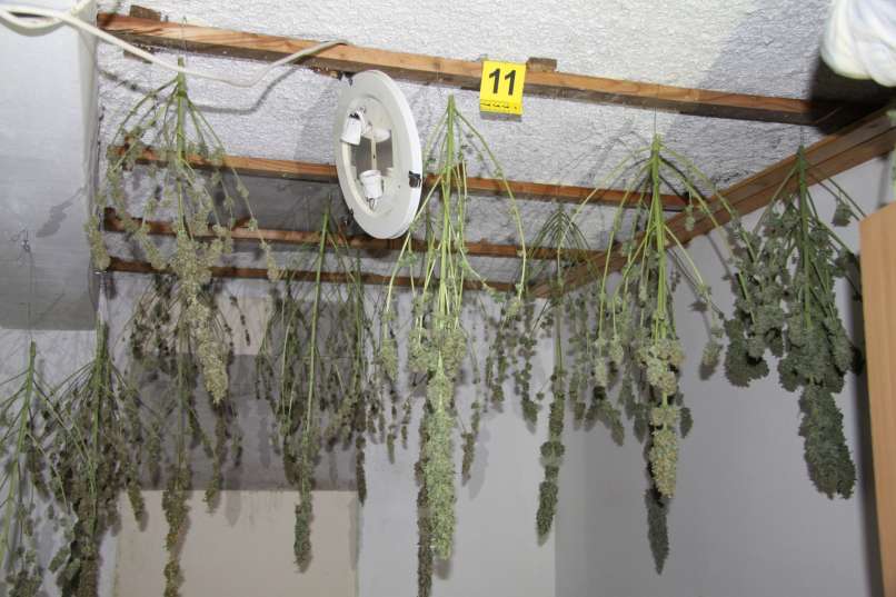 konoplja, trava, marihuana, zaseg, sevnica