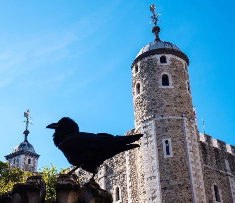tower-of-london, vrana