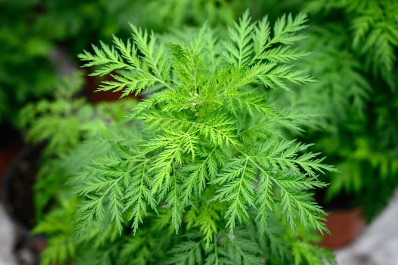 sladki pelin artemisia annua pf