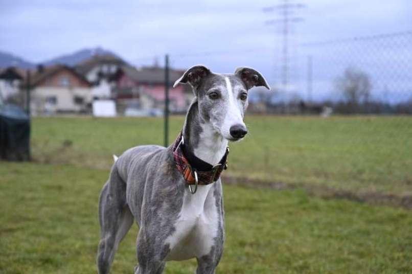 Španski hrt - galgo