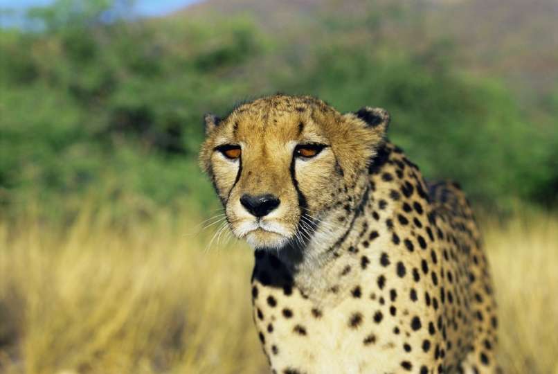 gepard, namibija