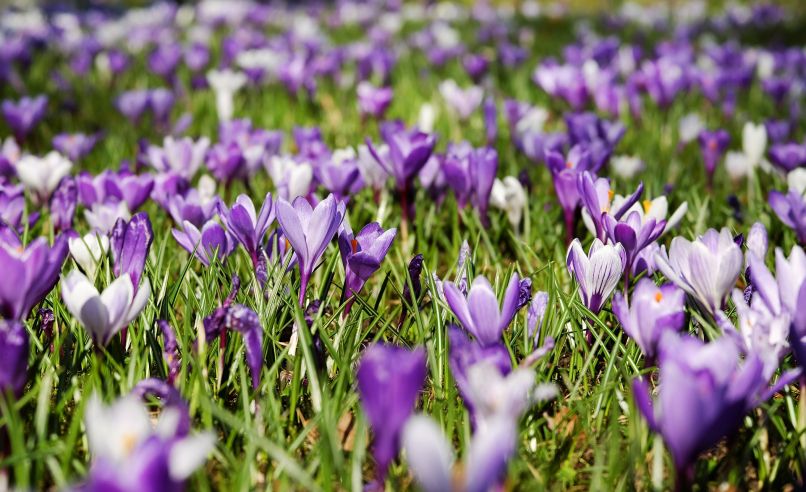 crocus-3226433_1920