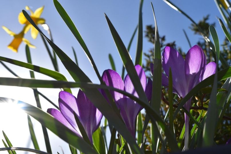 sonce, rože, pomlad