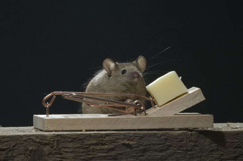 miš