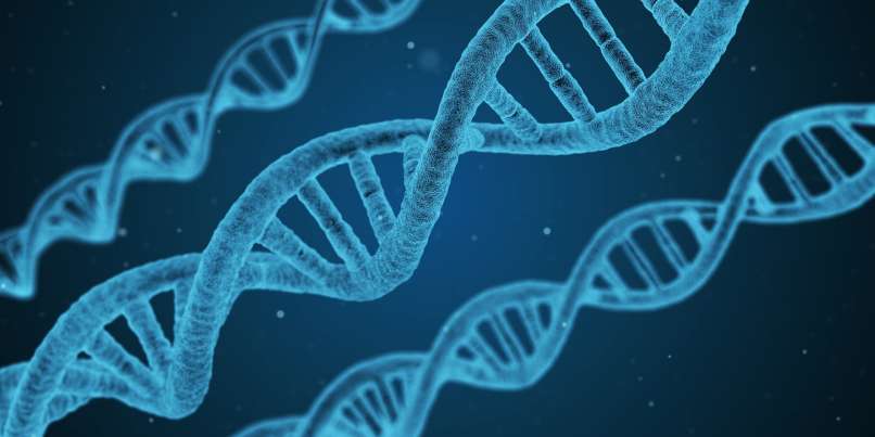 dna Pixabay