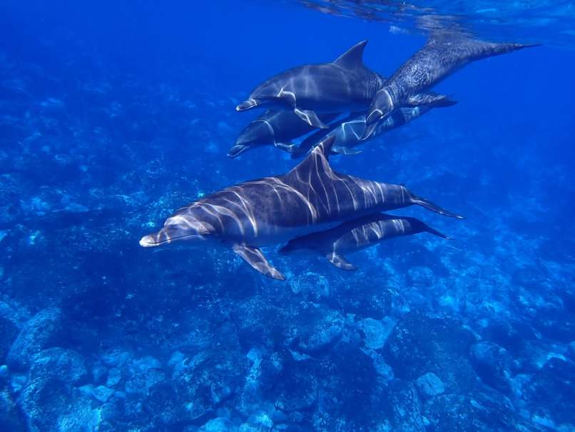 Delfini