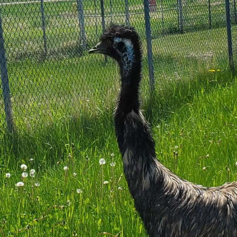 dora-raziskovalka, emu