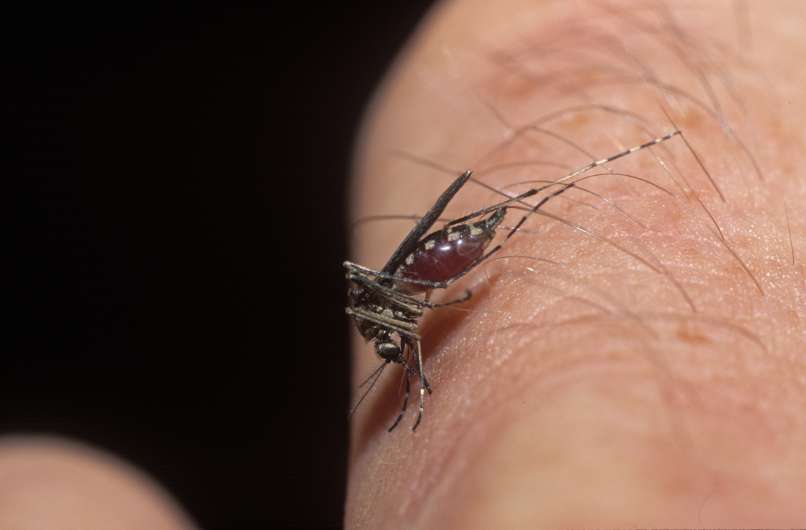 Celinski poplavni komar, Aedes vexans