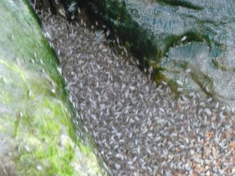 komarji, Lappajärvi