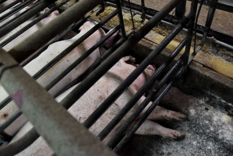 prašiči, slovenska-farma, aktivisti
