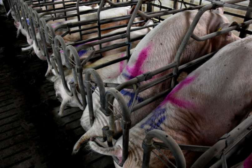 prašiči, slovenska-farma, aktivisti