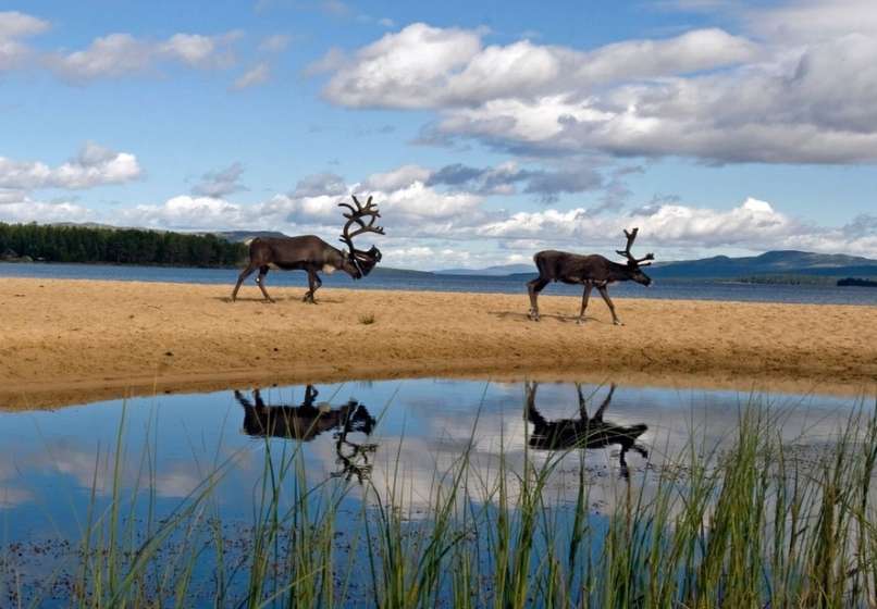 severni jelen, jezero Femund, Norveška