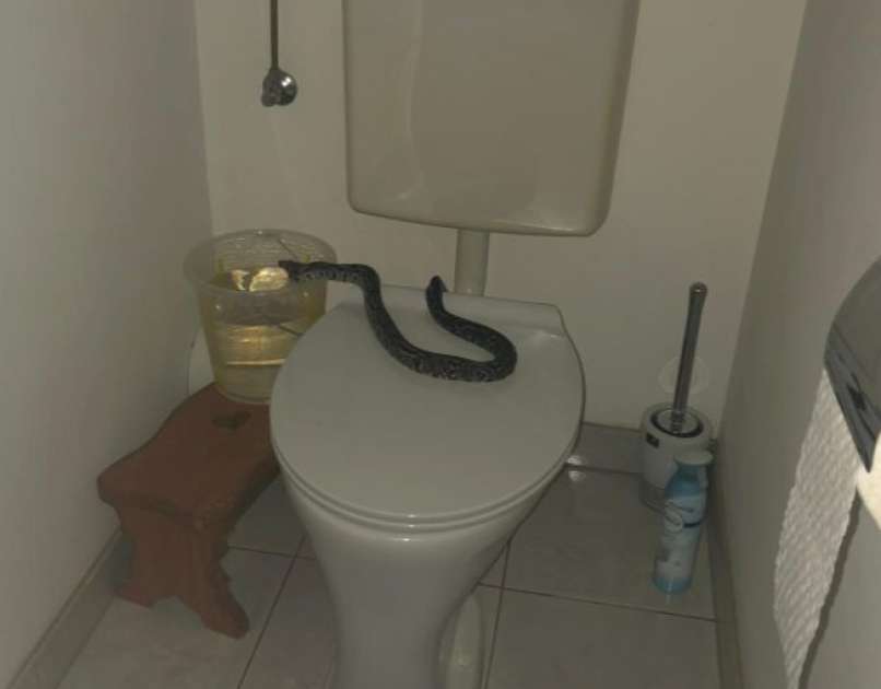 kača, wc, navadni udav, stranišče
