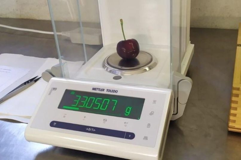 Najtežja češnja na svetu guinness world records