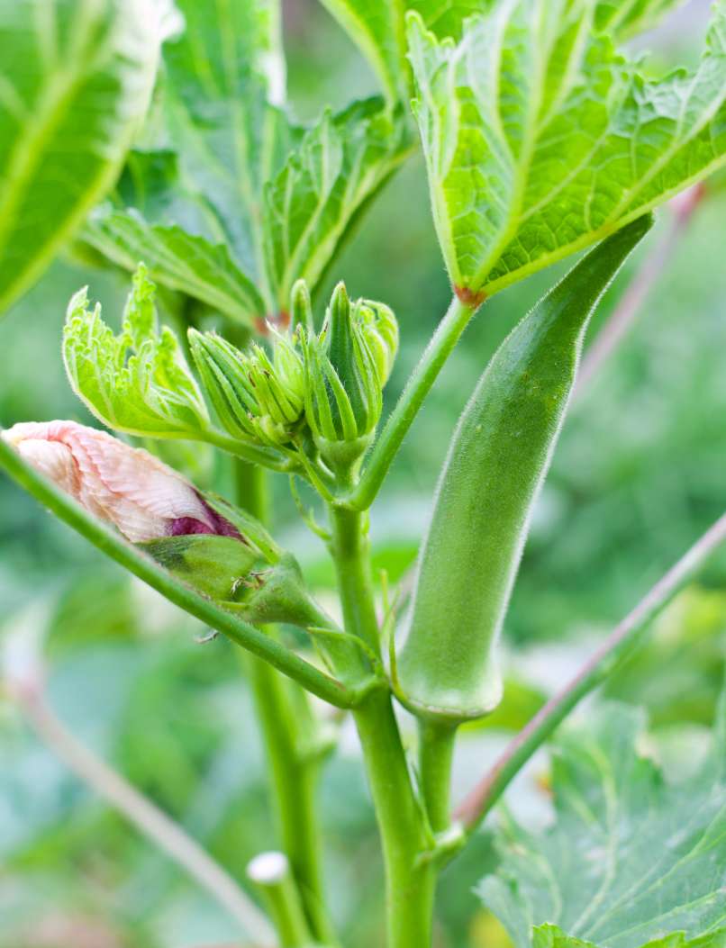 okra, rastlina, rast