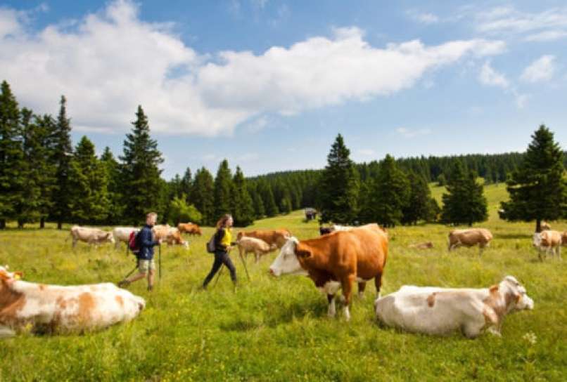 POHORJE