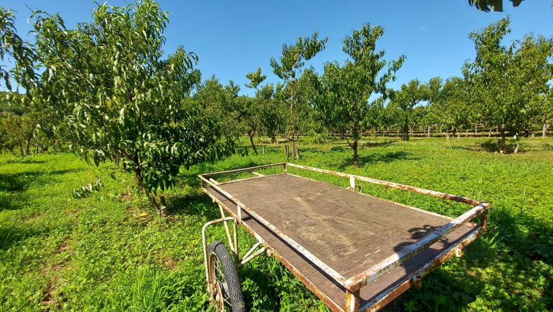 Breskve, pridelek