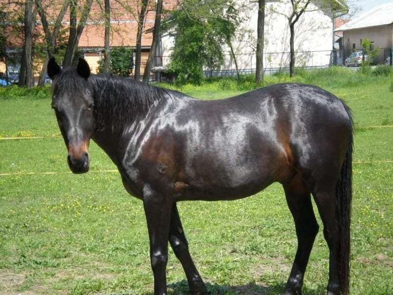 maxi nekoč