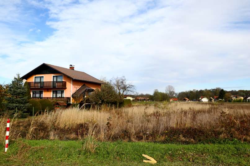 hajdina, plevel, travnik