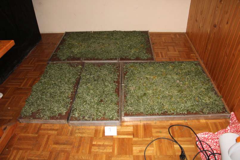 zaseg, konoplja, kozarec, hotinja-vas