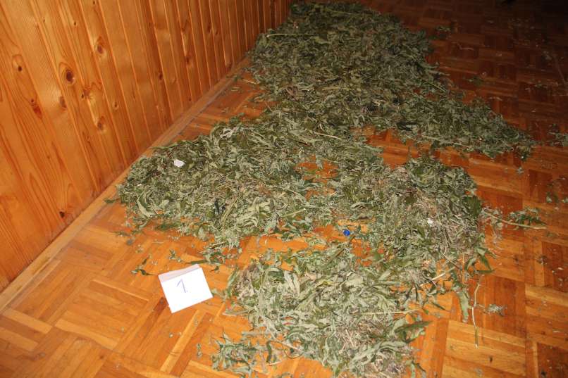 zaseg, konoplja, kozarec, hotinja-vas