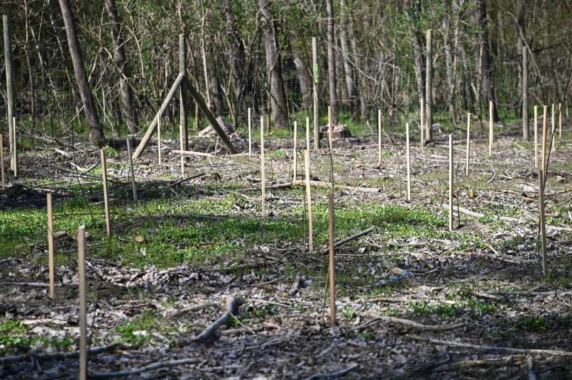 krškopoljski-prašiči, murski-gozd, projekt-natura-mura