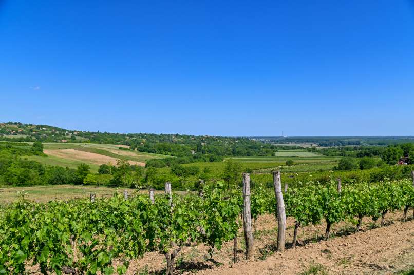 Vinogradi_na_Fruškoj_gori_Aleksandar Milutinović
