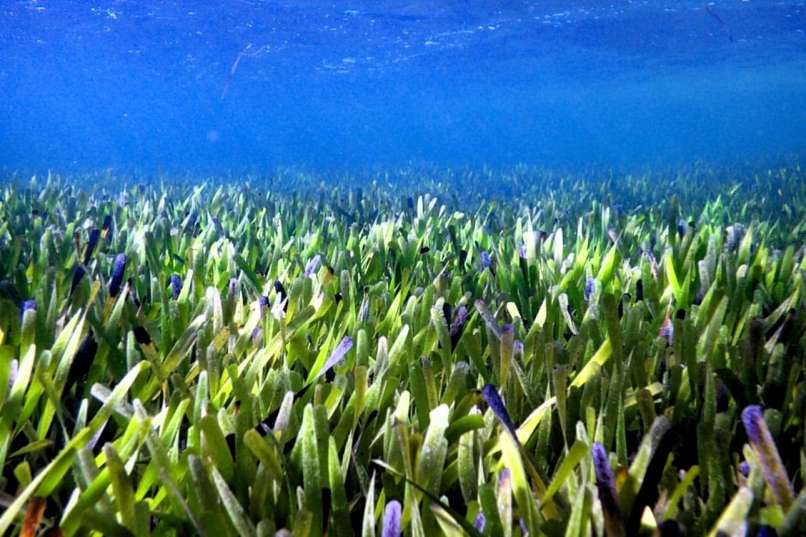 Posidonia australis - Twitter Search _ Twitter